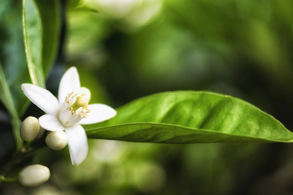 ekologisk-hudvård-med-neroli